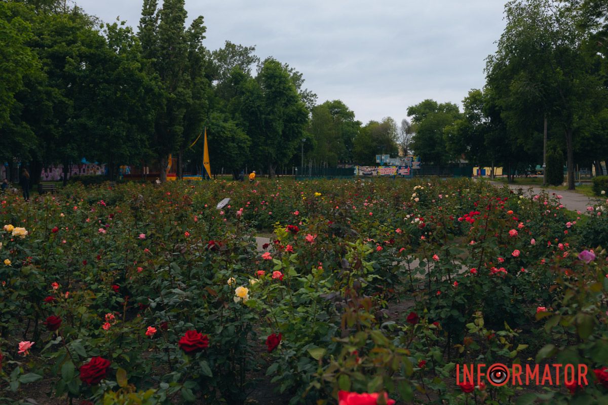 Розовые, белые, красные, пурпурные: в Днепре в парке Глобы расцвел крупнейший городской розарий.