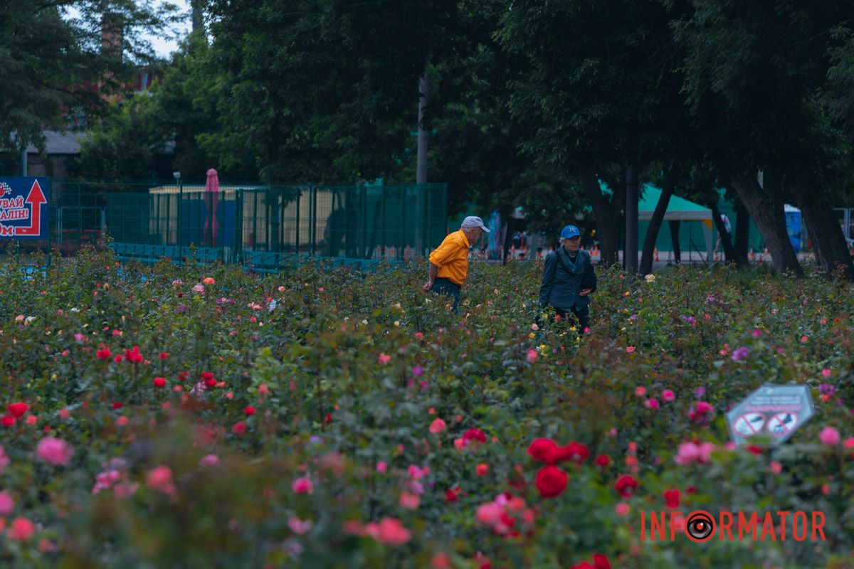 Розовые, белые, красные, пурпурные: в Днепре в парке Глобы расцвел крупнейший городской розарий.