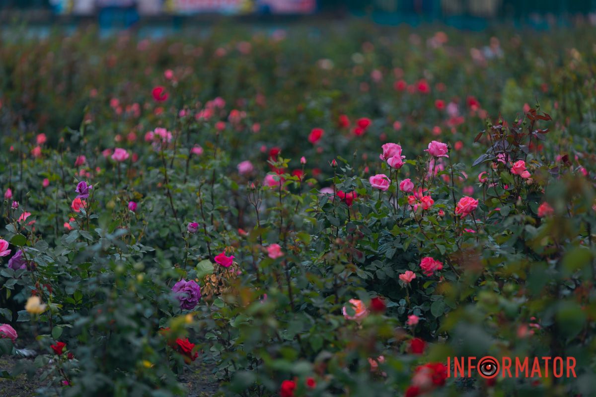 Розовые, белые, красные, пурпурные: в Днепре в парке Глобы расцвел крупнейший городской розарий 22