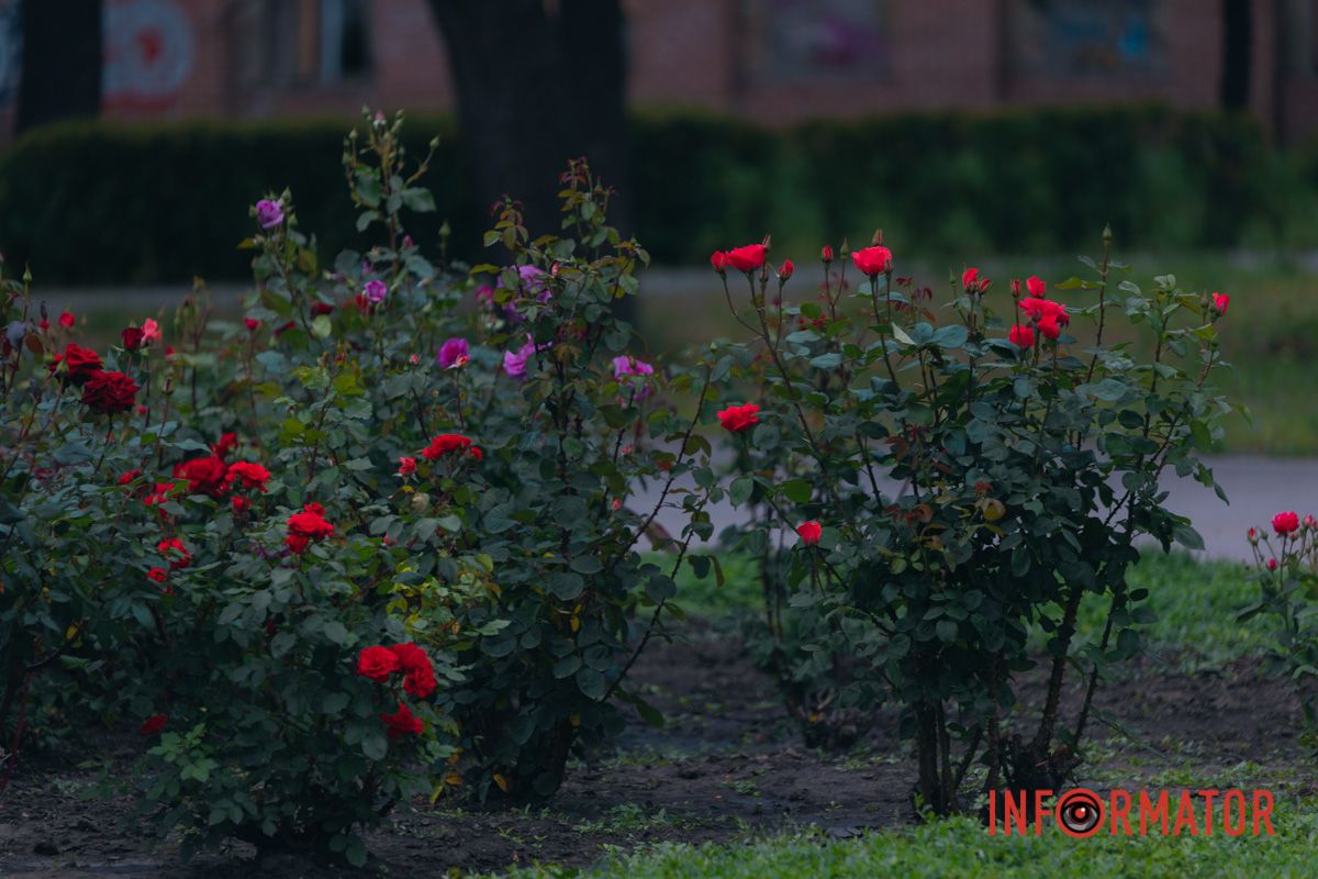 Розовые, белые, красные, пурпурные: в Днепре в парке Глобы расцвел крупнейший городской розарий 23