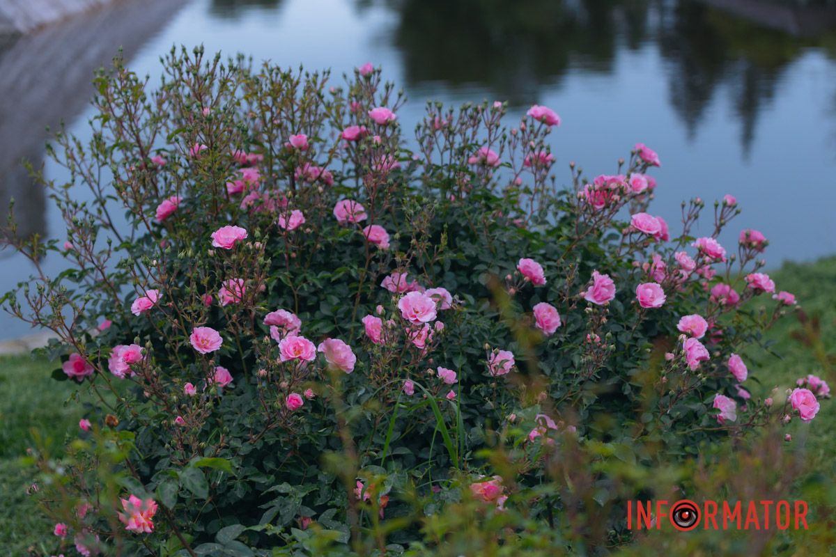 Розовые, белые, красные, пурпурные: в Днепре в парке Глобы расцвел крупнейший городской розарий 24