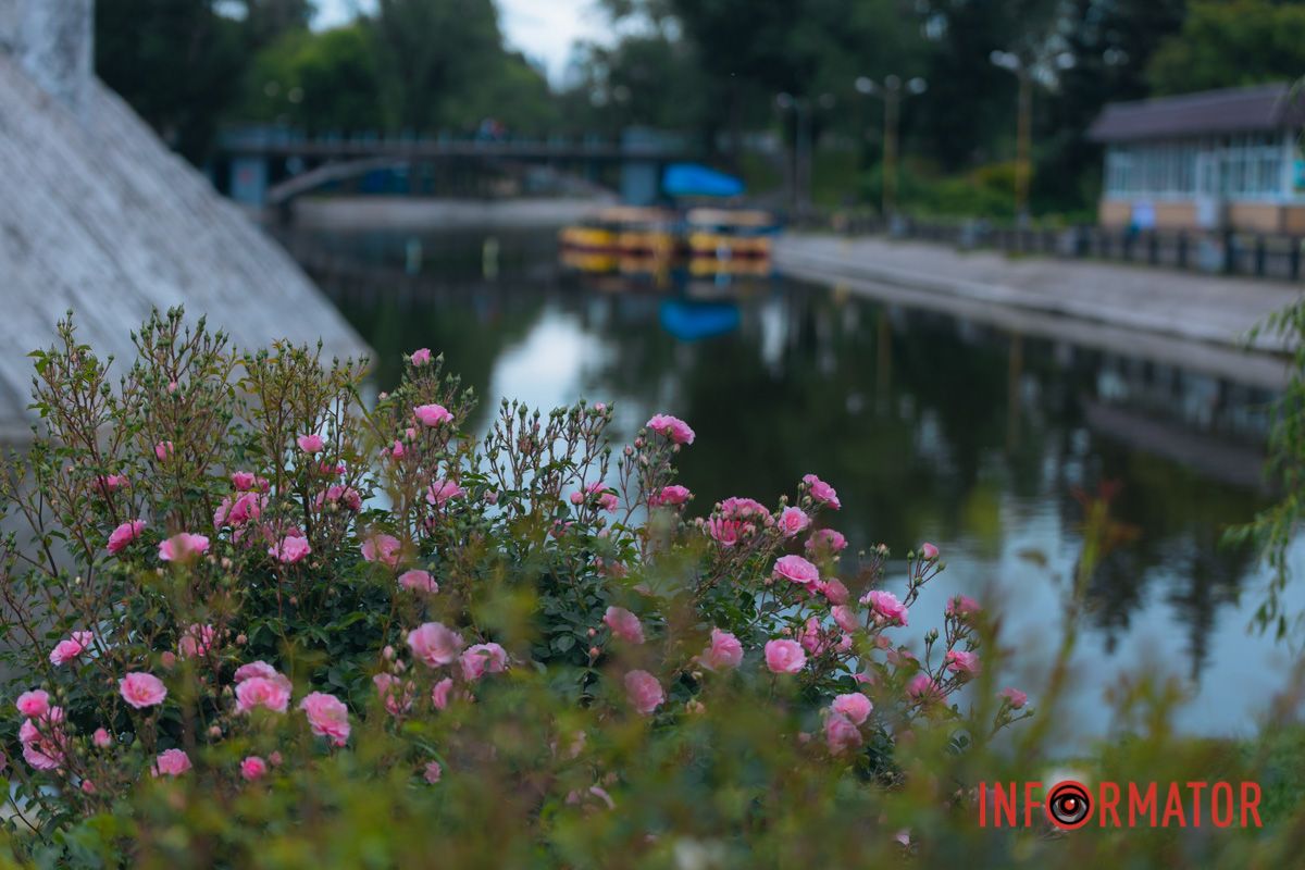 Розовые, белые, красные, пурпурные: в Днепре в парке Глобы расцвел крупнейший городской розарий.