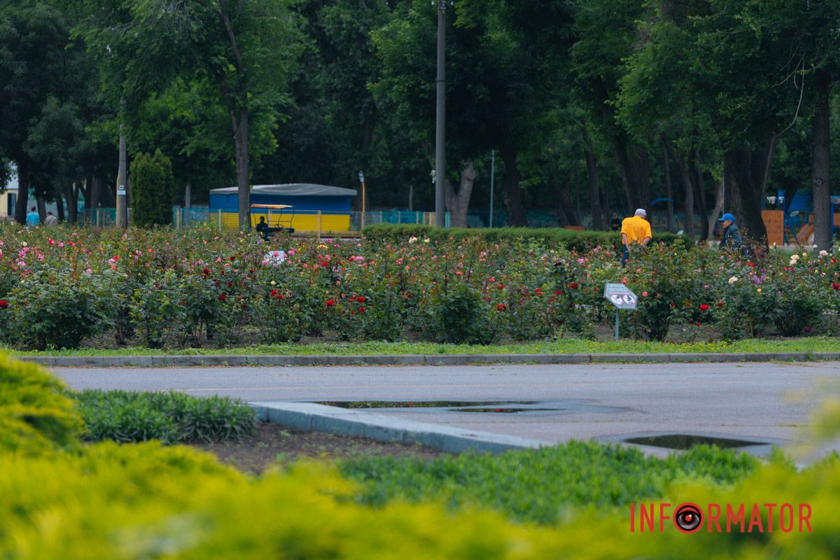 Розовые, белые, красные, пурпурные: в Днепре в парке Глобы расцвел крупнейший городской розарий.
