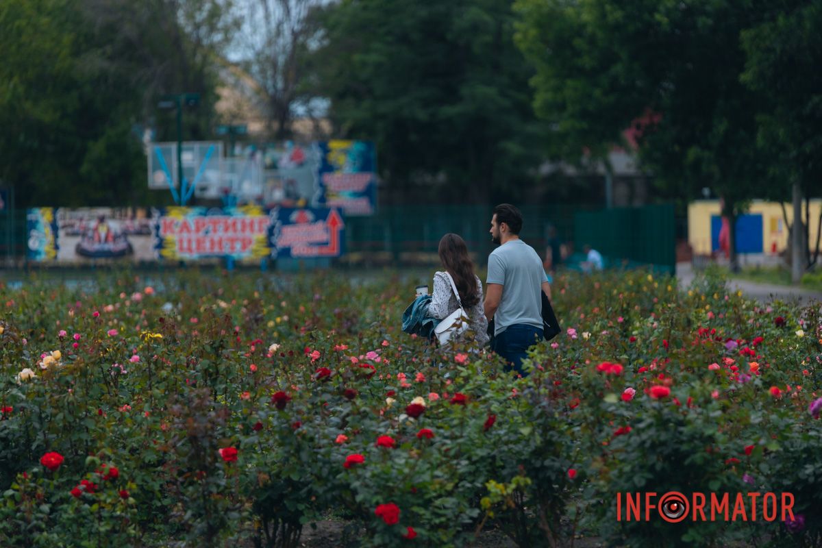 Розовые, белые, красные, пурпурные: в Днепре в парке Глобы расцвел крупнейший городской розарий.