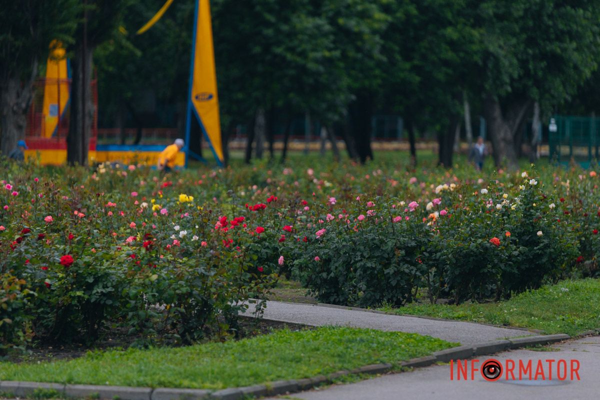 Розовые, белые, красные, пурпурные: в Днепре в парке Глобы расцвел крупнейший городской розарий.