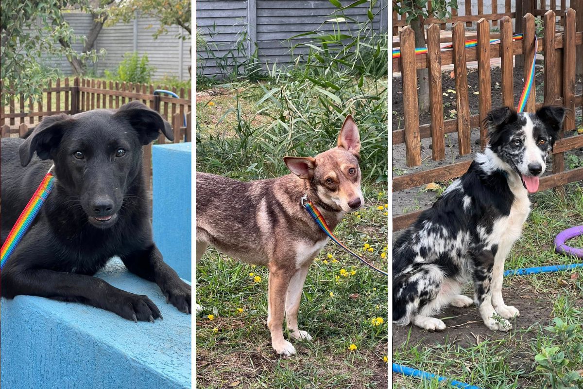 С надеждой на заботу в новых семьях С надеждой на заботу в новых семьях