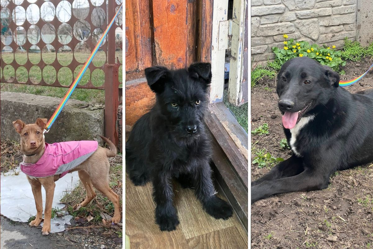 Всем им очень нужна семья и дом Всем им очень нужна семья и дом