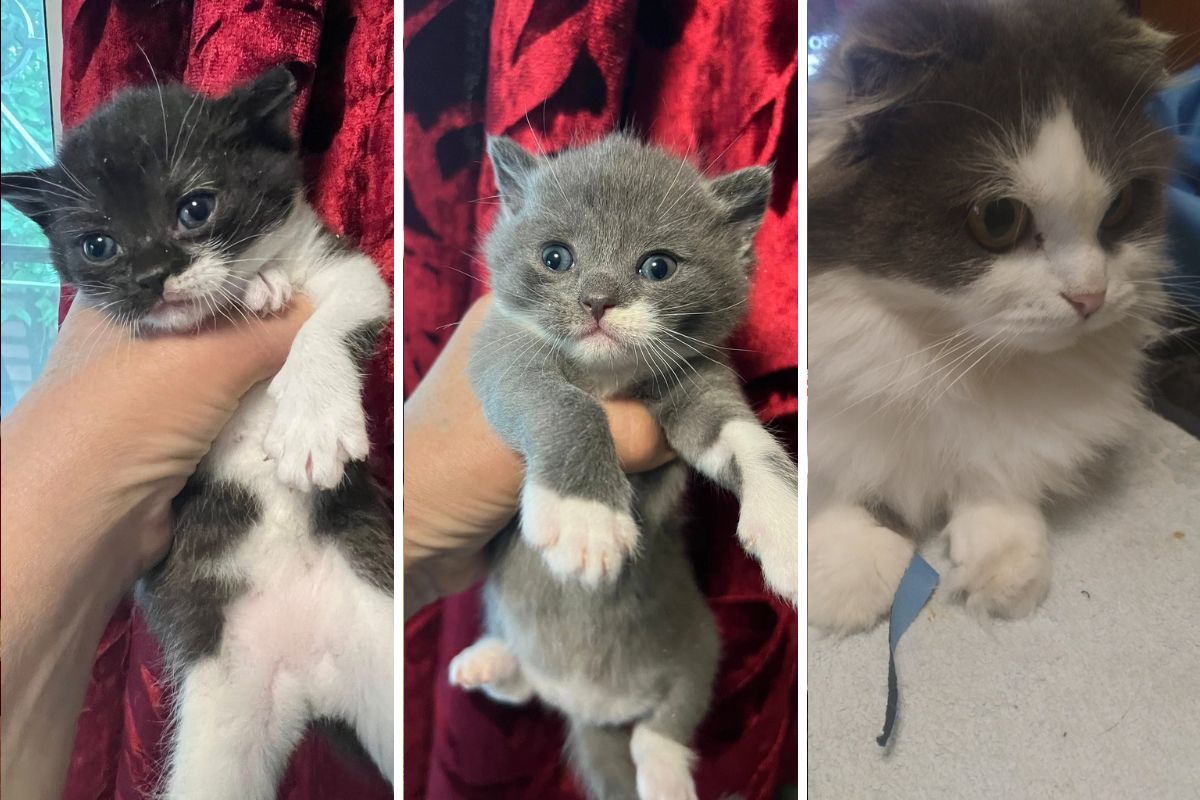 Миниубежище "Лучик надежды" Миниубежище "Лучик надежды"