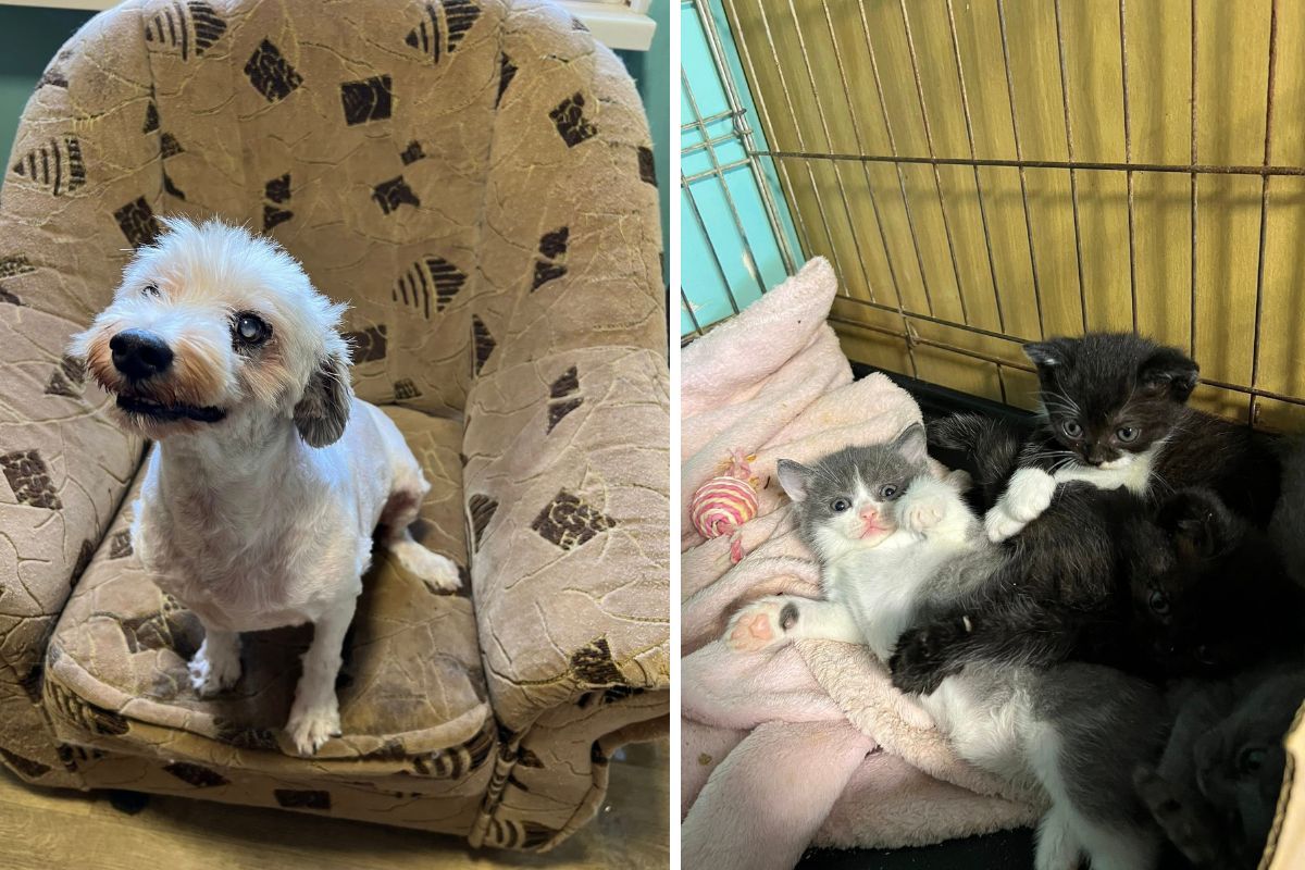 Сейчас в приюте 92 хвостика Сейчас в приюте 92 хвостика