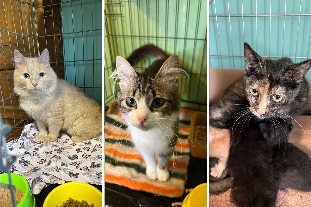 Без помощи приют не выживет Без помощи приют не выживет