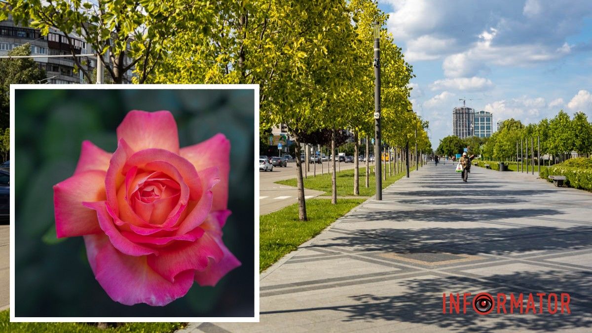 Погода на 1 червня: у Дніпрі буде слабка хмарність