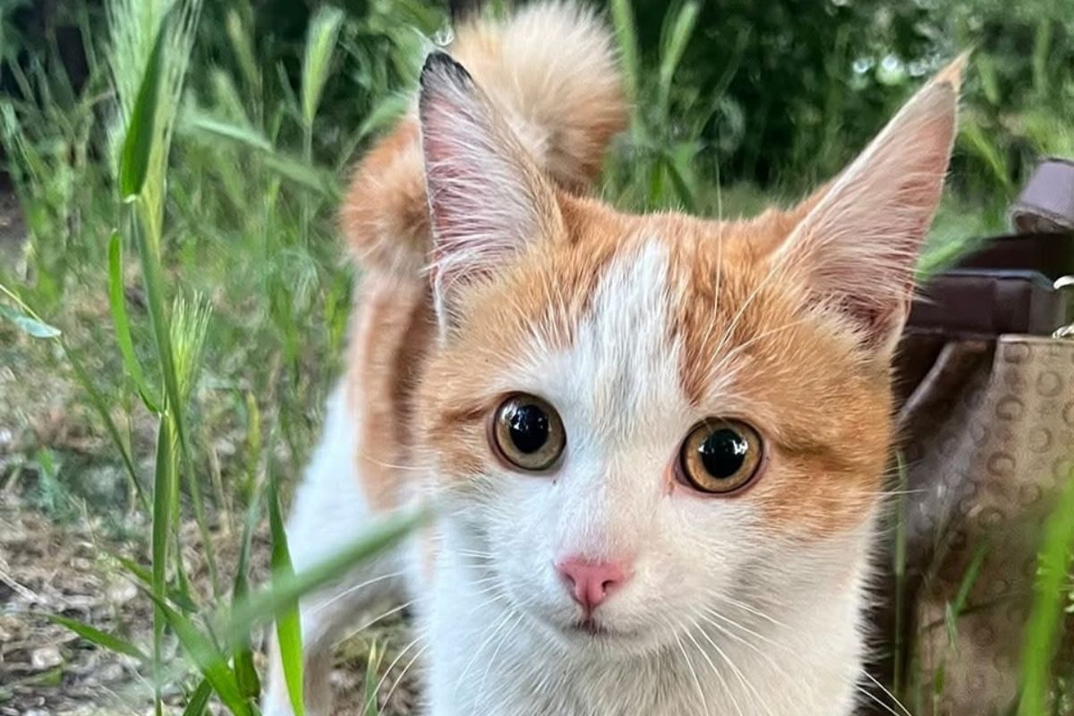 Посмотрите в эти глазки