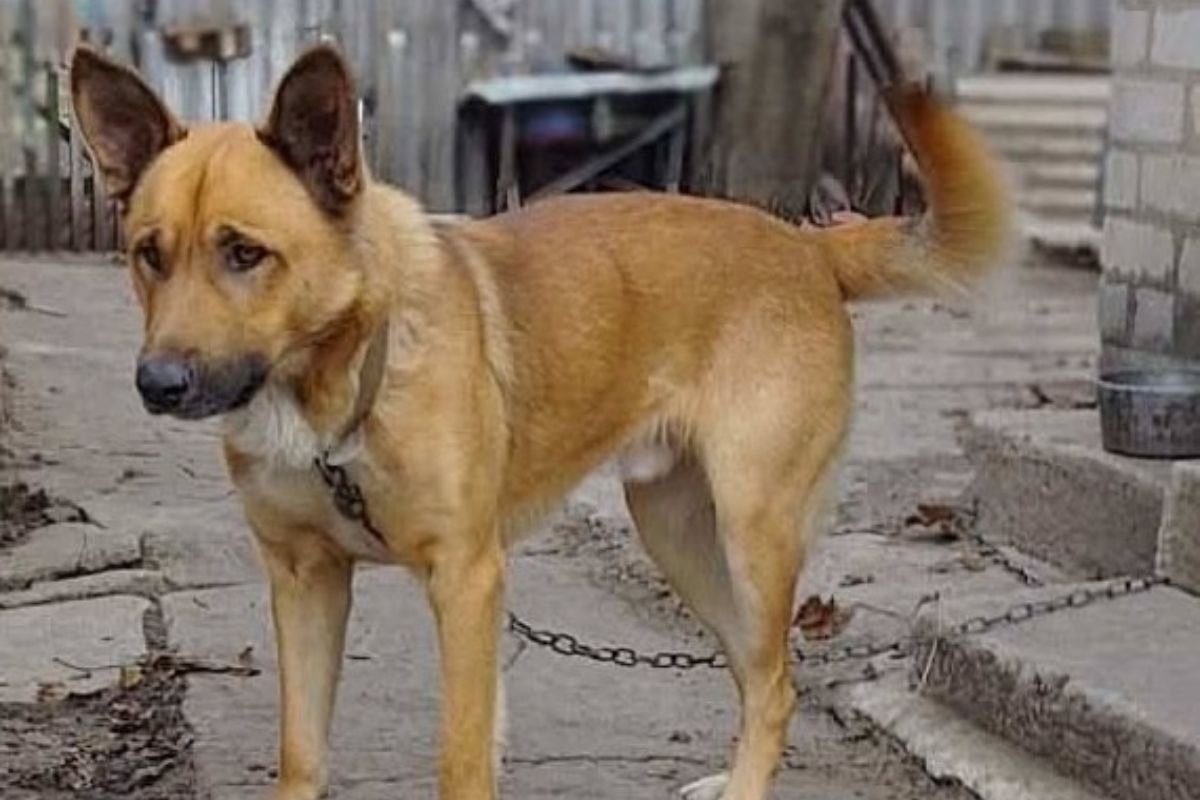 Помогите этому добряку снова радоваться жизни