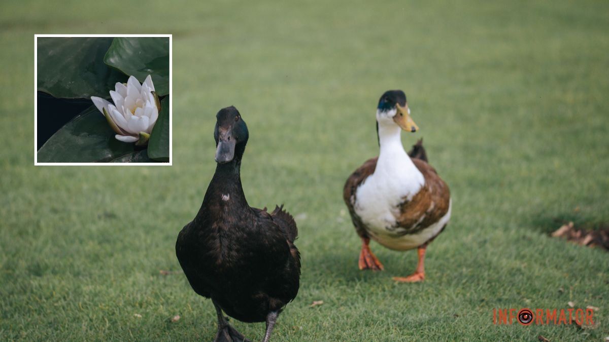 Облачно до самого вечера: какой будет погода в Днепре в первый день лета