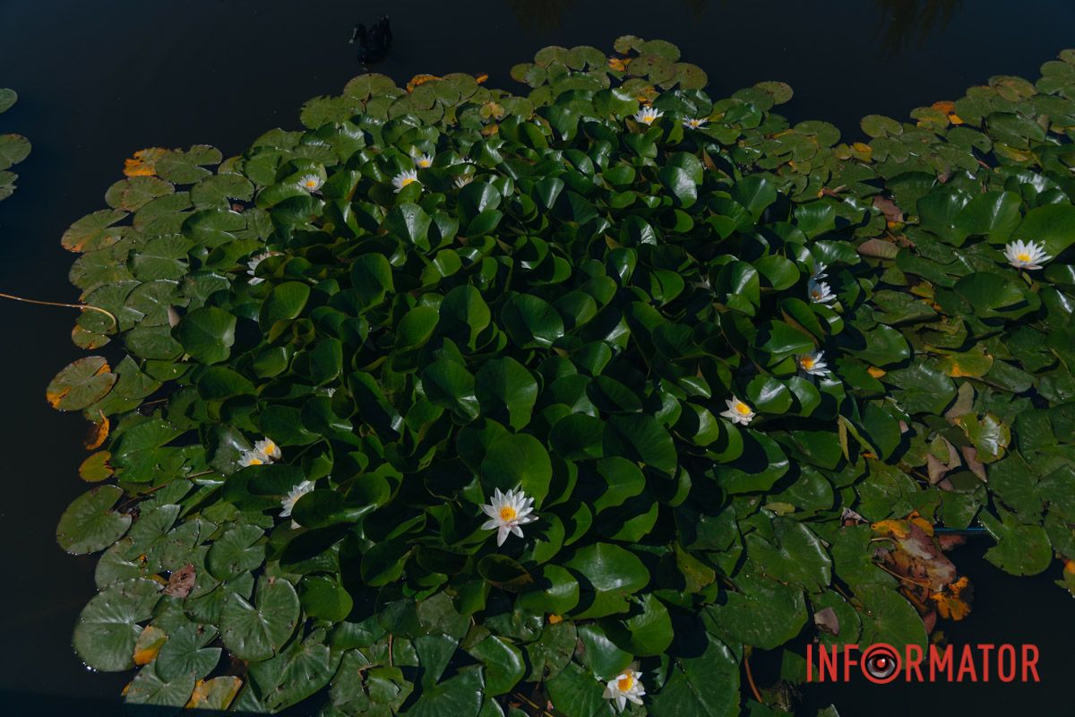 Лилии не кричат ​​– они шепчут красоту