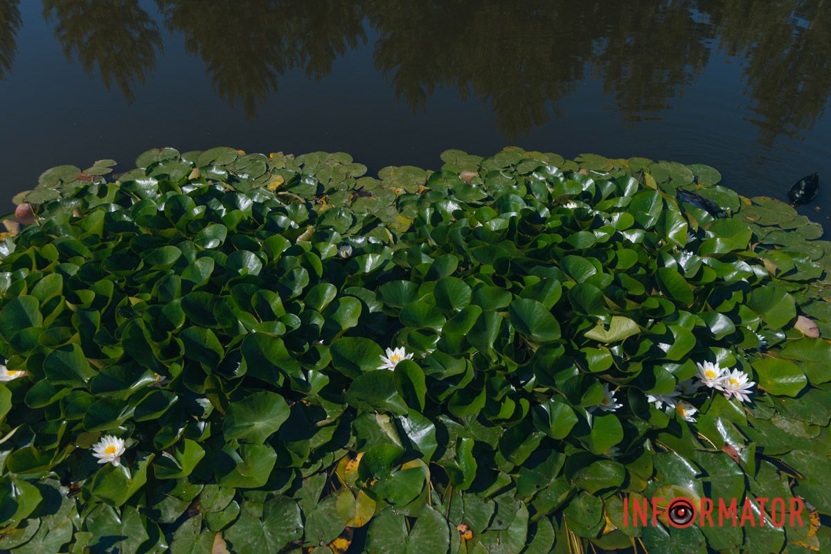 Спокойная, как лилия на ветру