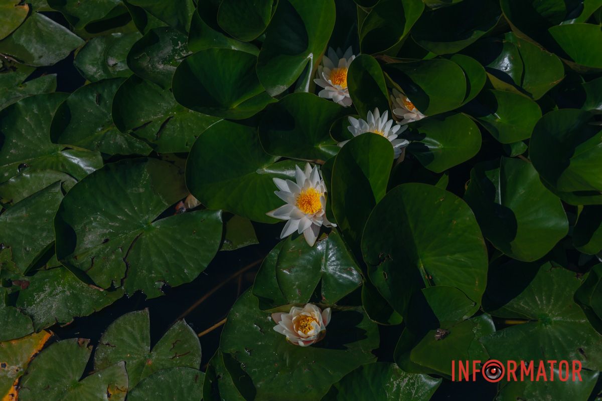 Природа не спешит – и все успевает