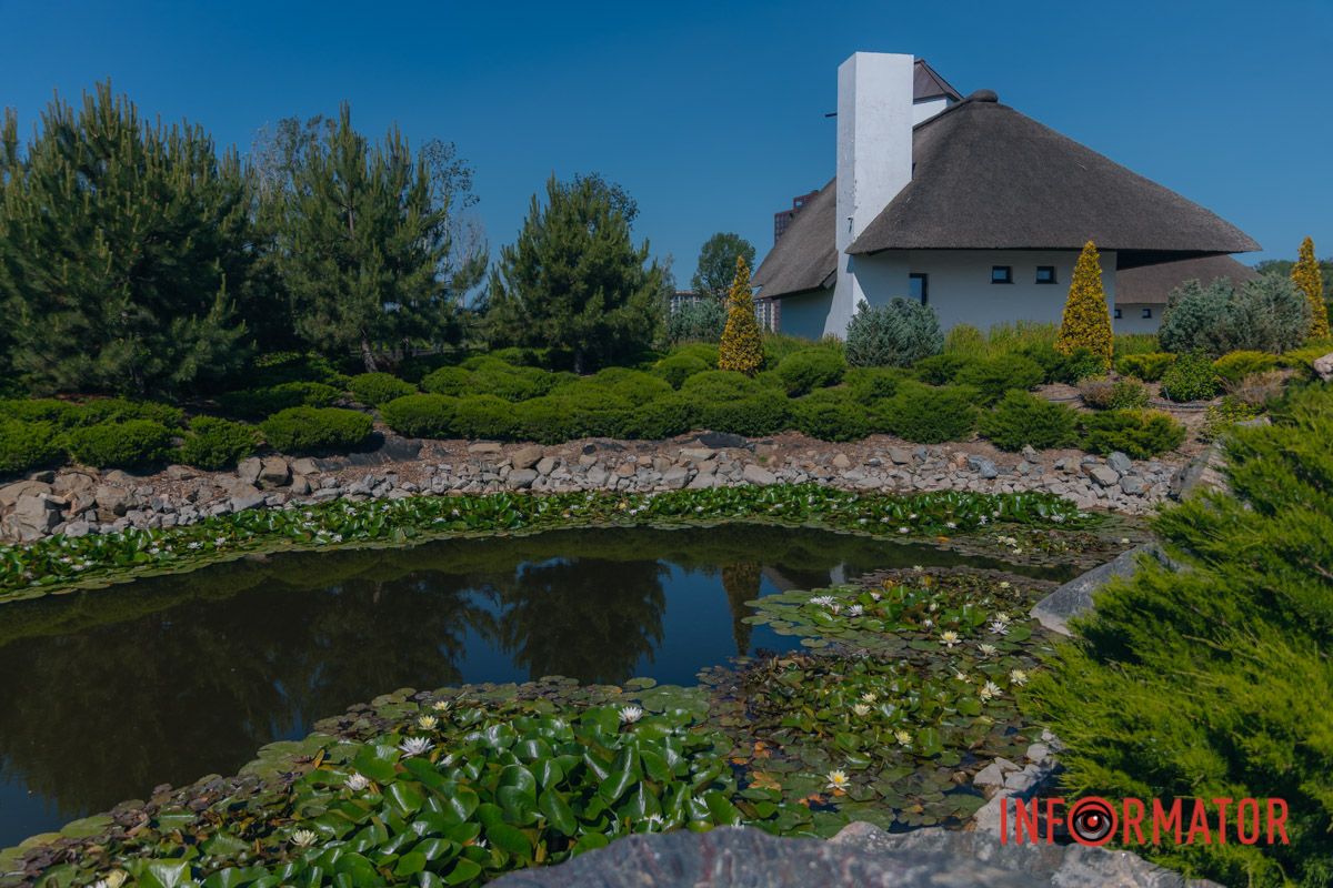 В белых лилиях — свет рассвета