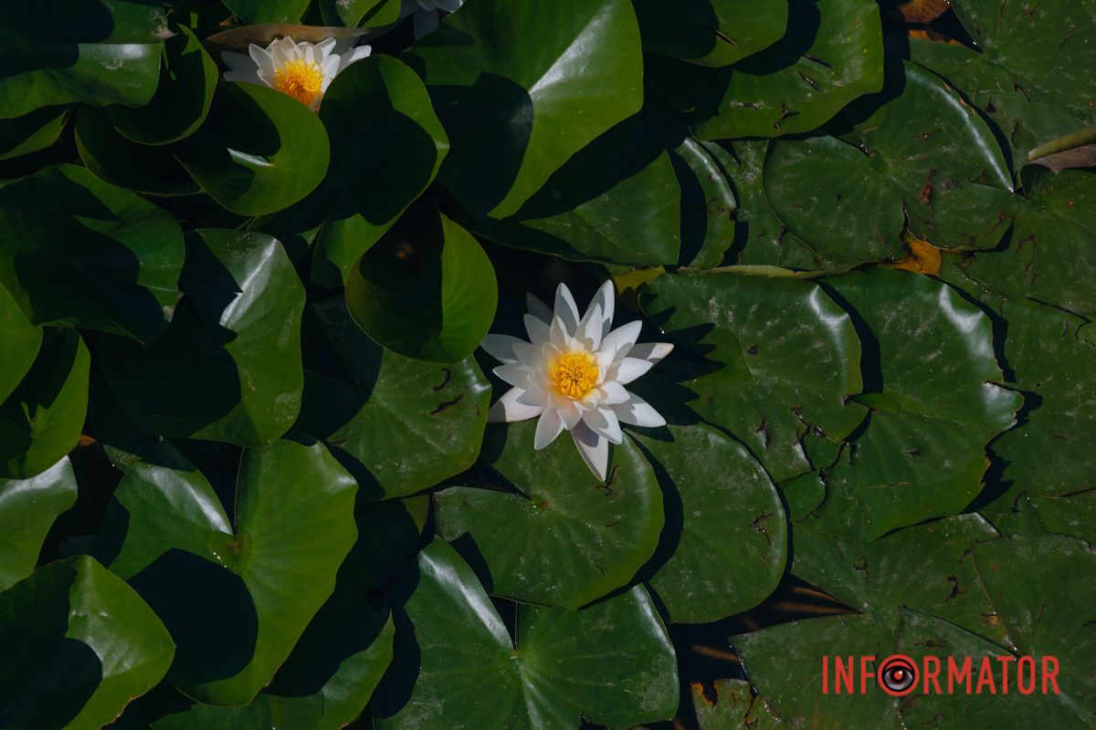 Мгновение, которое хочется сохранить навеки