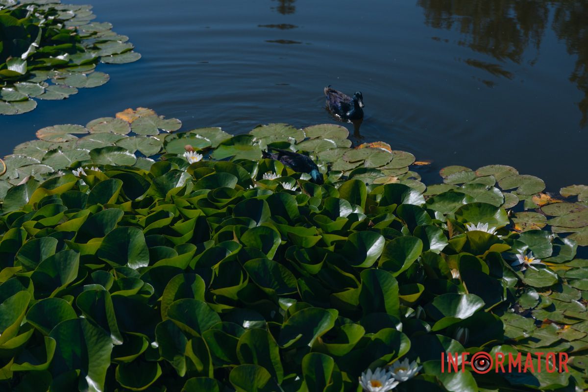 Цветок, говорящий душой