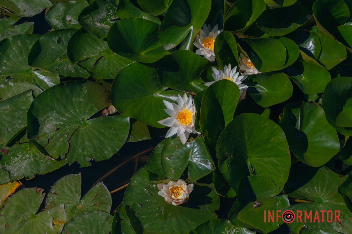 Там, где расцветает лилия, рождается покой