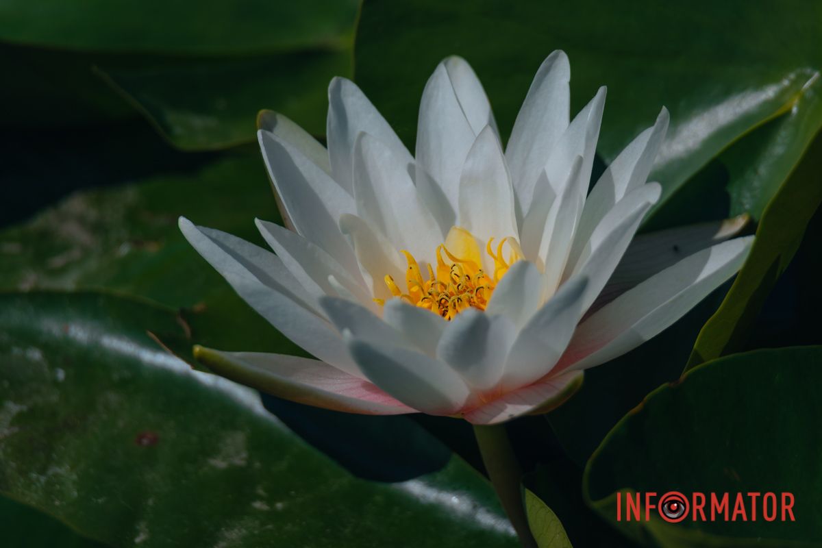 Лилии – как язык сердца без слов