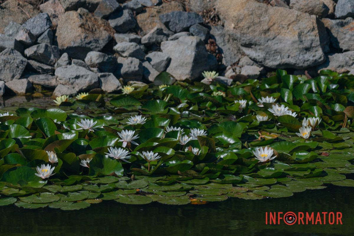 В каждой лилии капля тишины