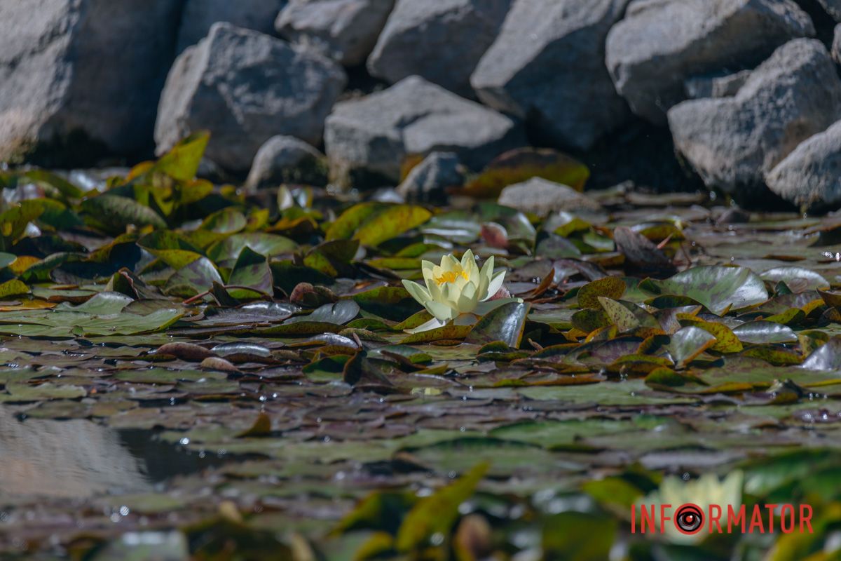 Цветочный перерыв