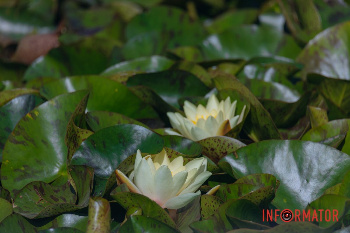 Без фильтров. Только лилии