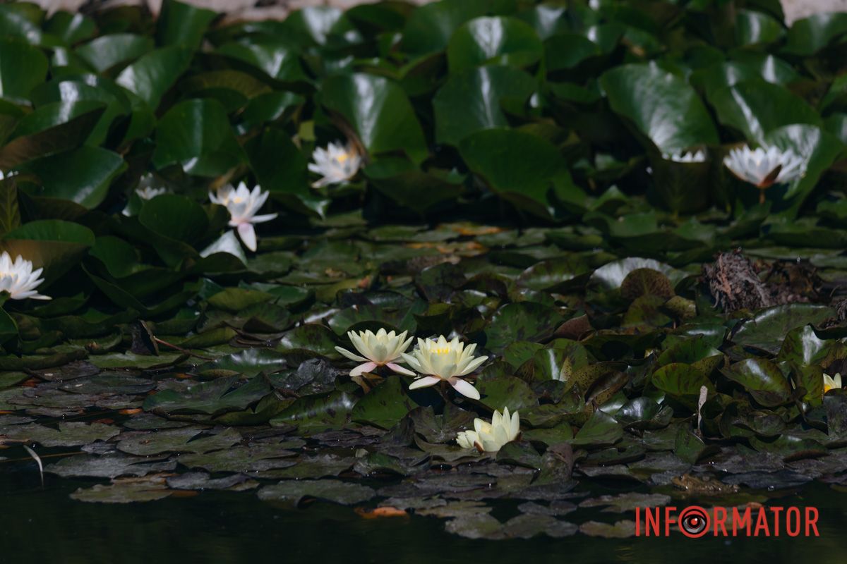 Сегодня день – в цвете лилий