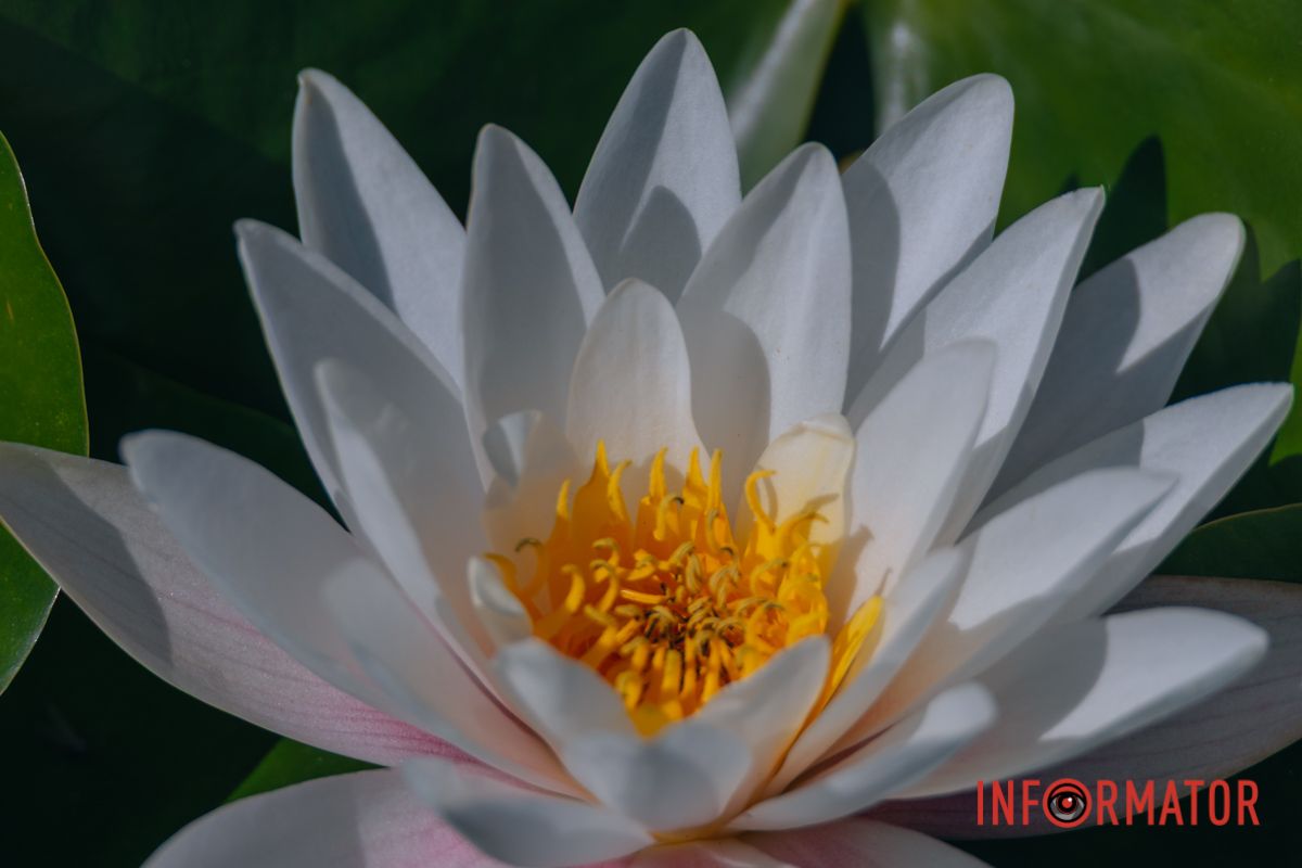 Просто лилии. Просто красота