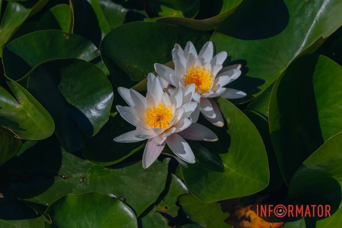 В каждом лепестке — шепот тишины