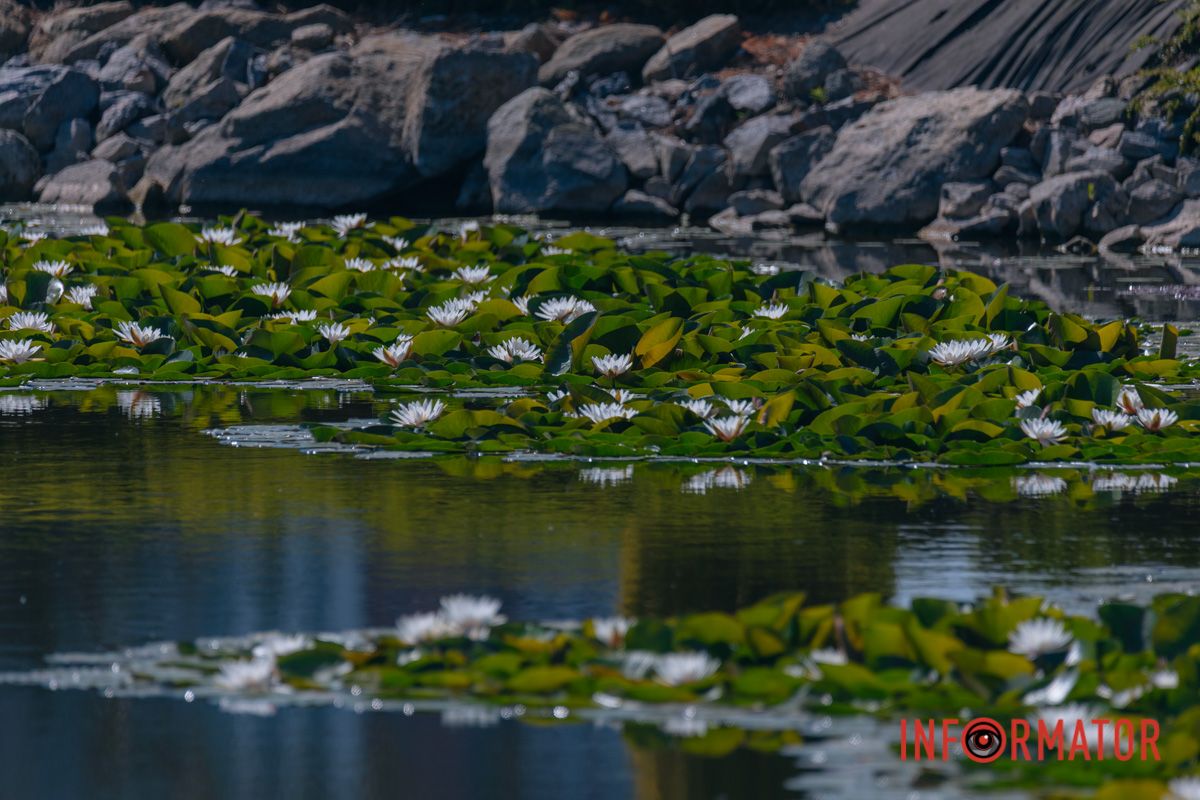 Когда цветы говорят о тебе