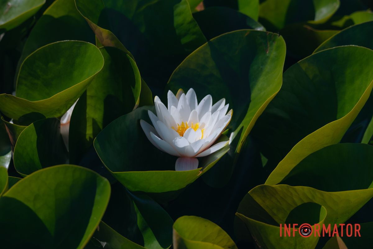 Объятия природы – без слов