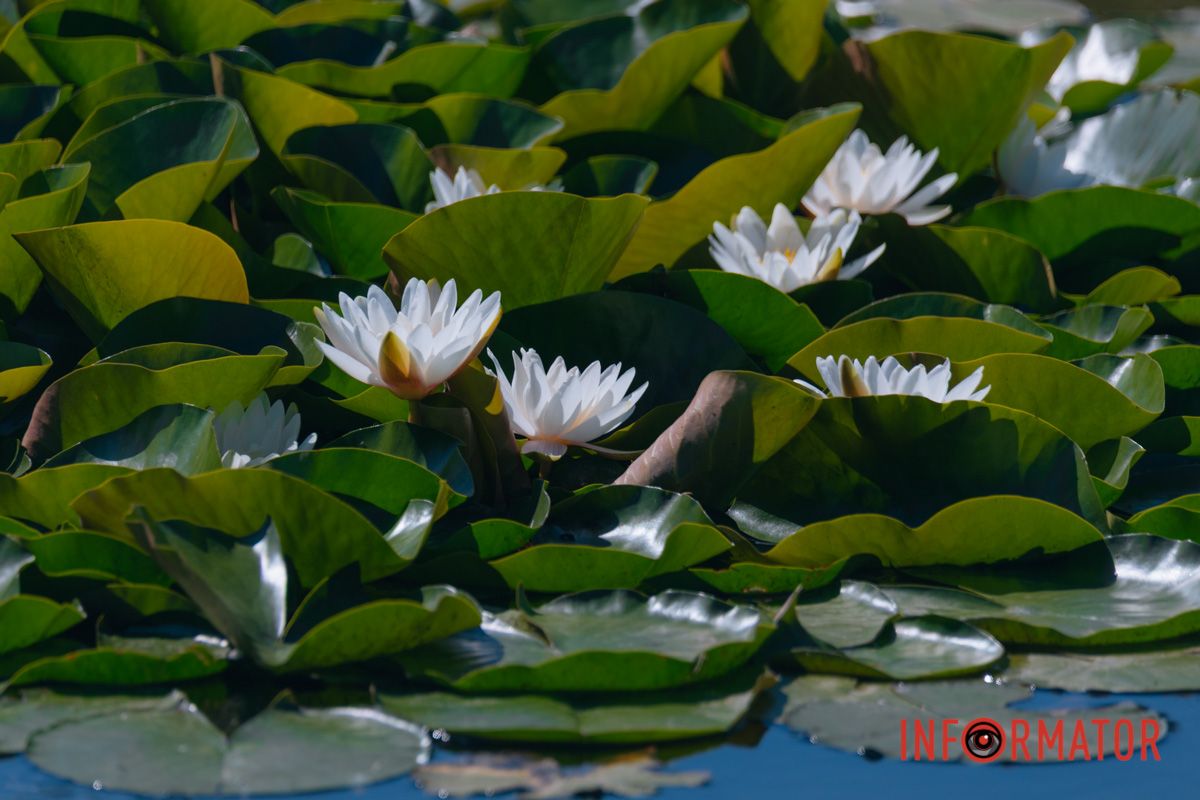 Лепестки, которые знают, что такое гармония