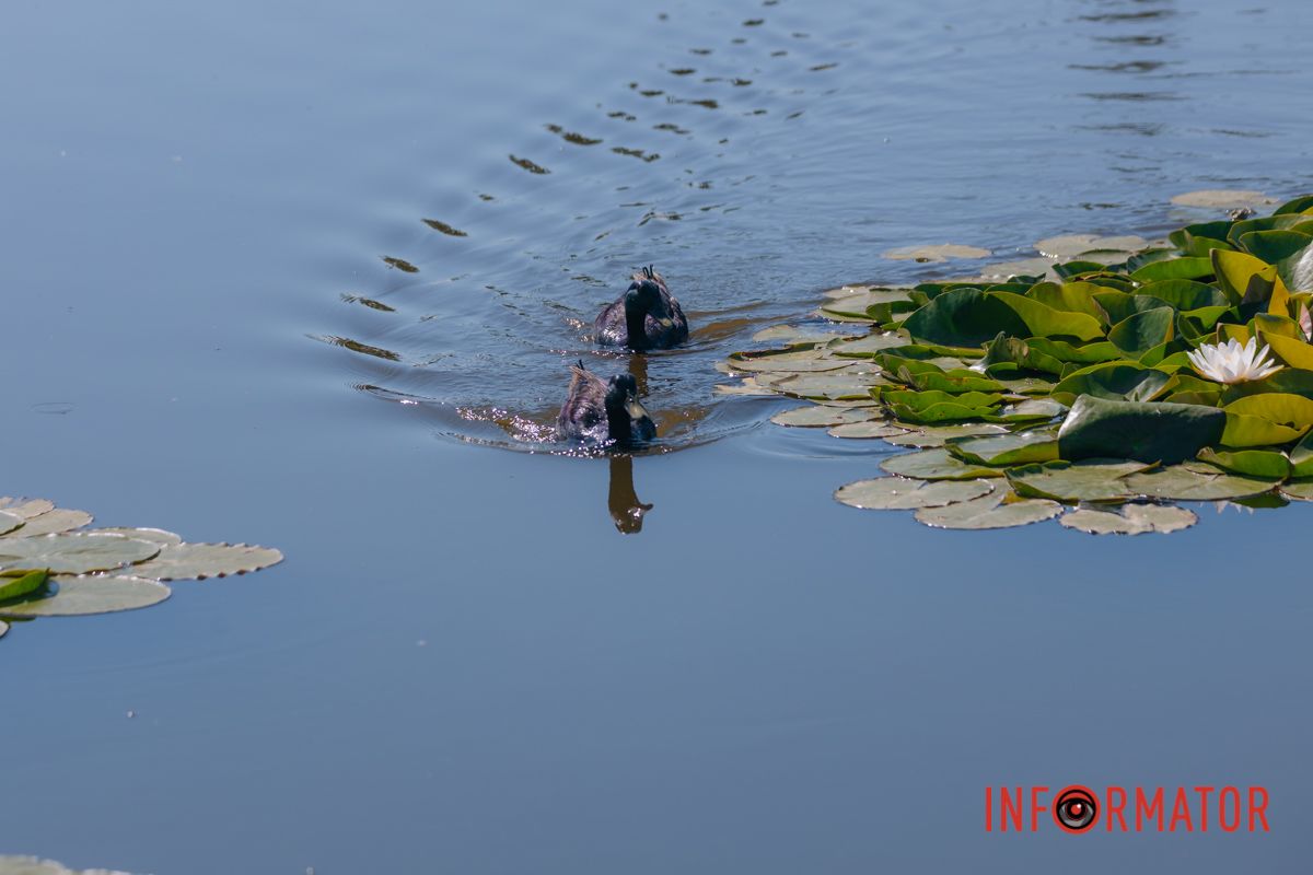 Там, где тишина пахнет белым
