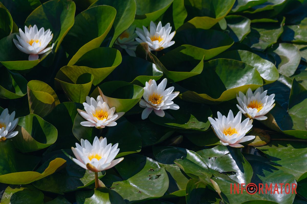 Нежность имеет свое имя - лилия