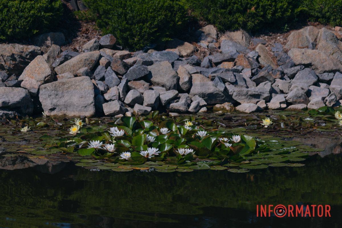 Лилии как прикосновение лета