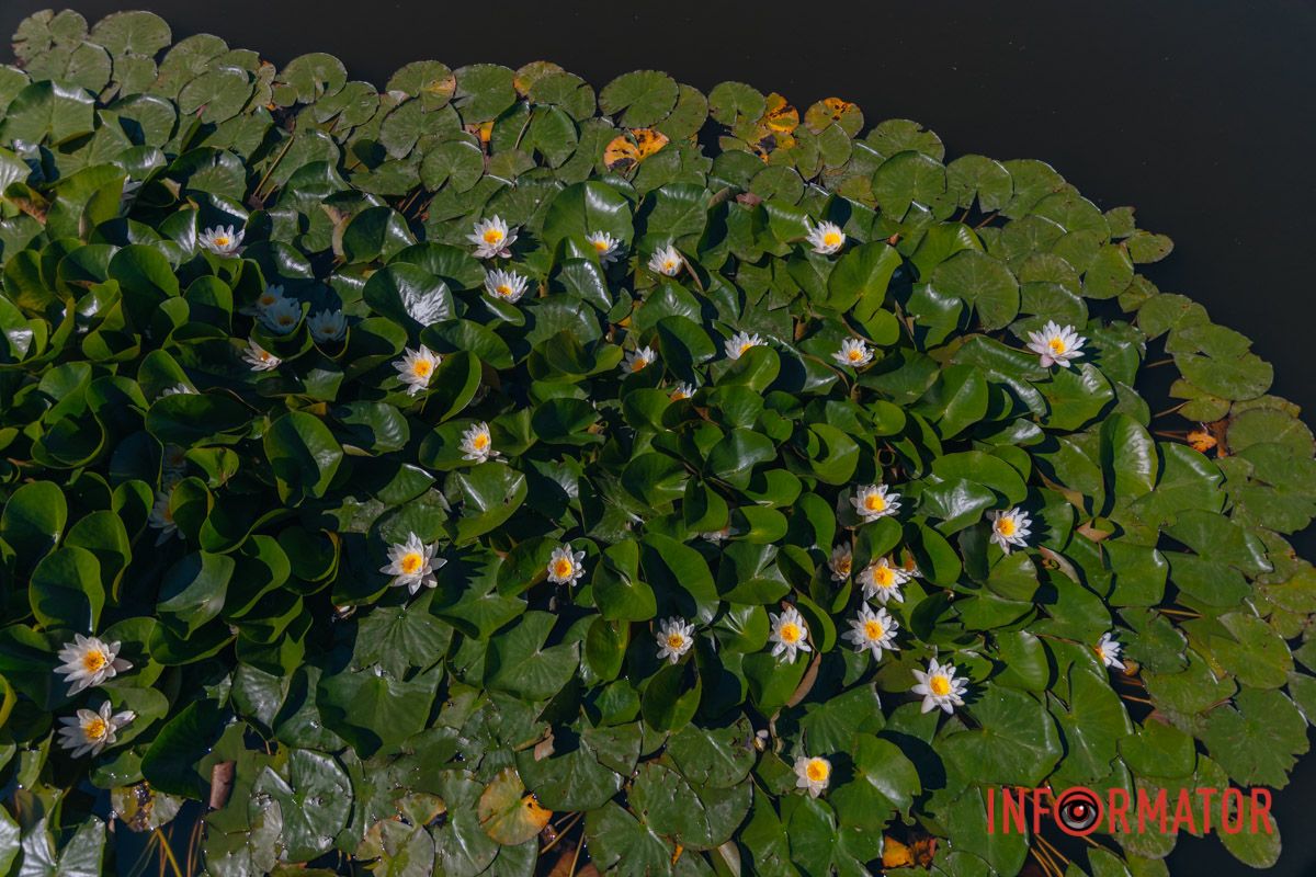 Лилии – как медитация в кадре