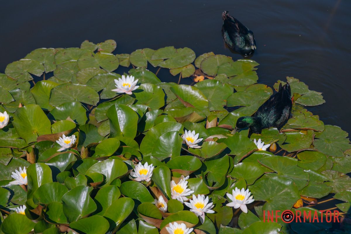 Лилии как прикосновение любви