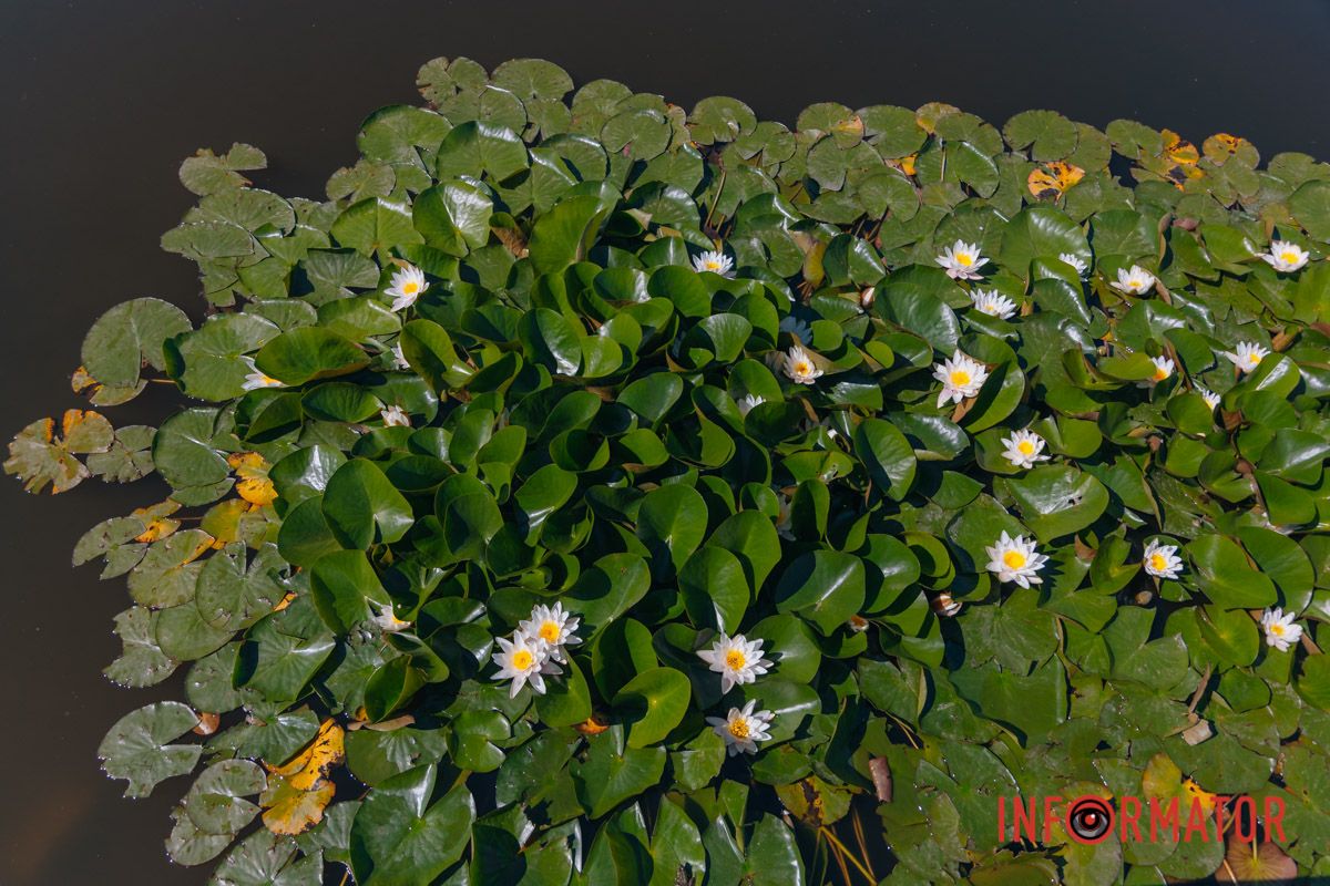 Твоя внутренняя лилия тоже расцветает