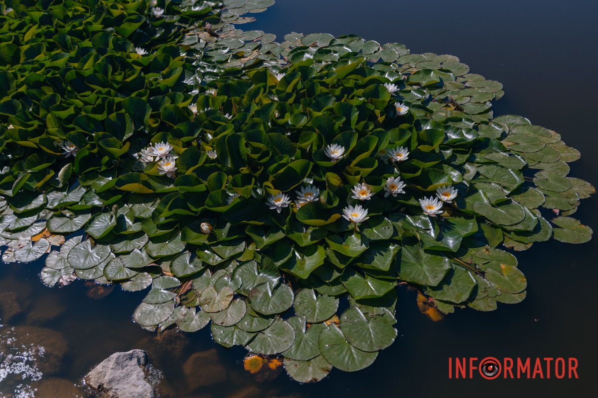 Напоминание о нежности в мире шума