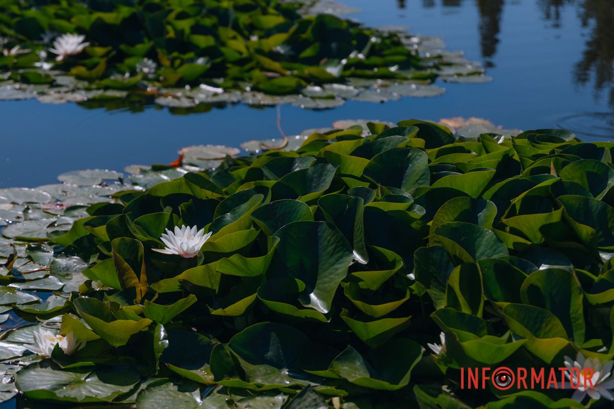 Время замедляется, когда цветы в кадре