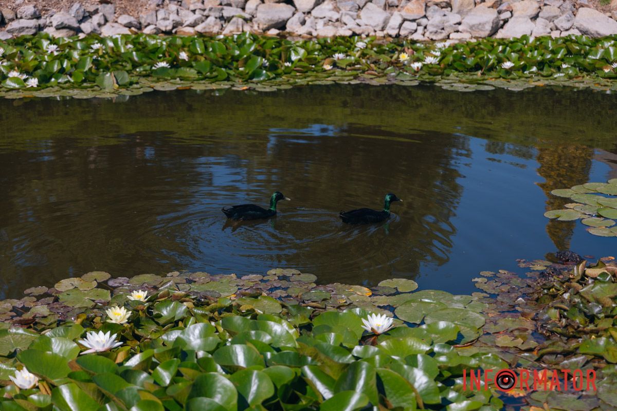 Лилии напоминают: красота – в деталях