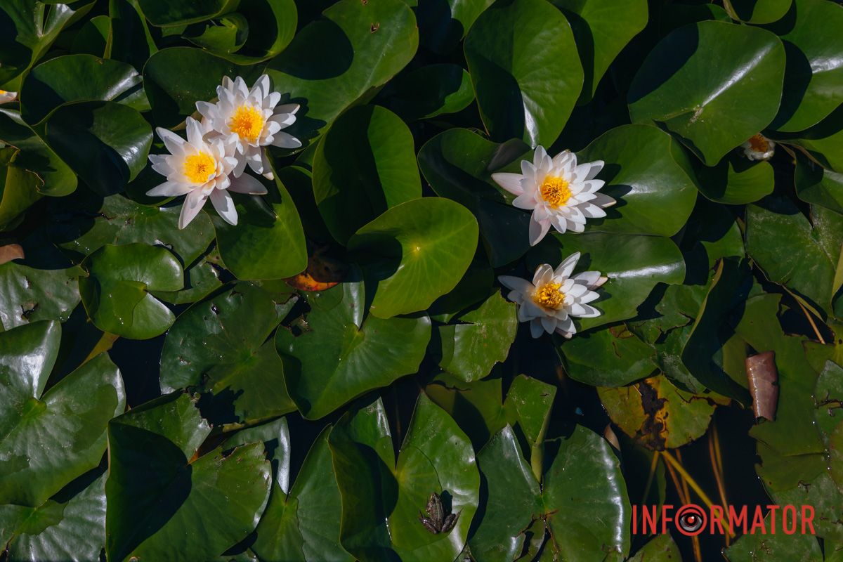 Идеальная симметрия природы