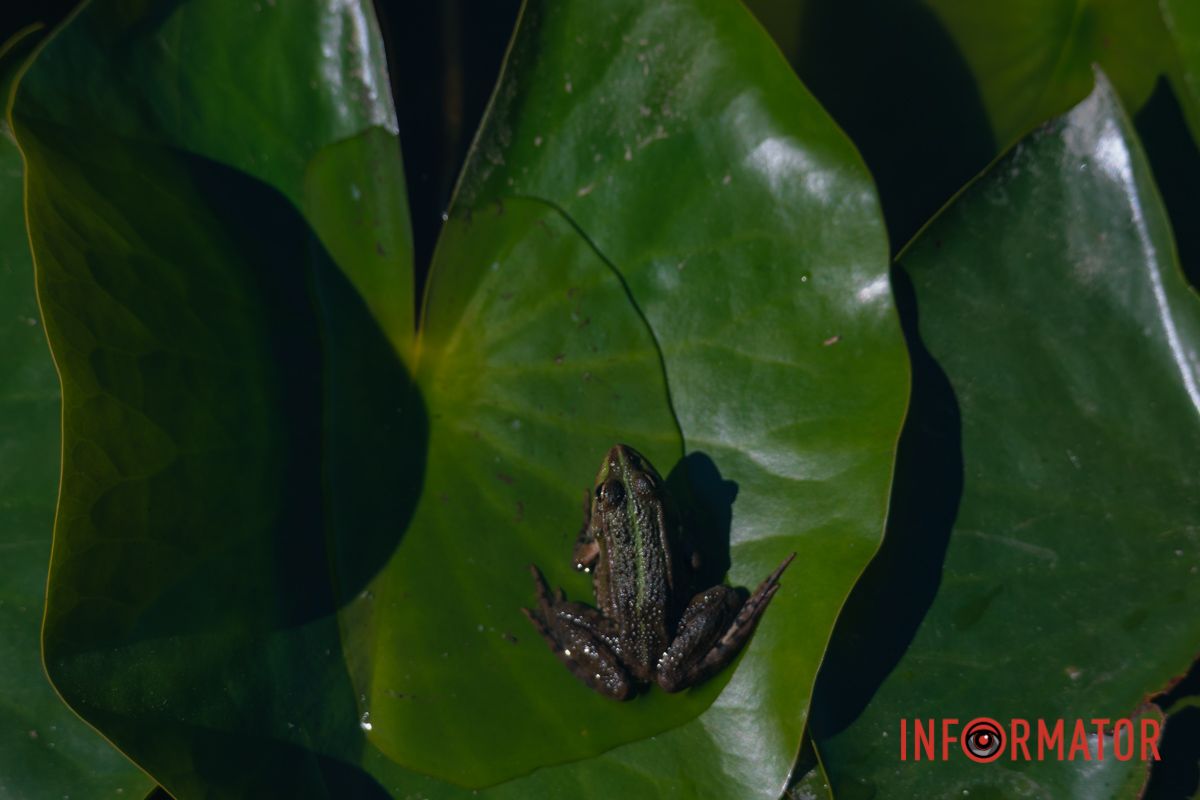 Гармония цвета и формы