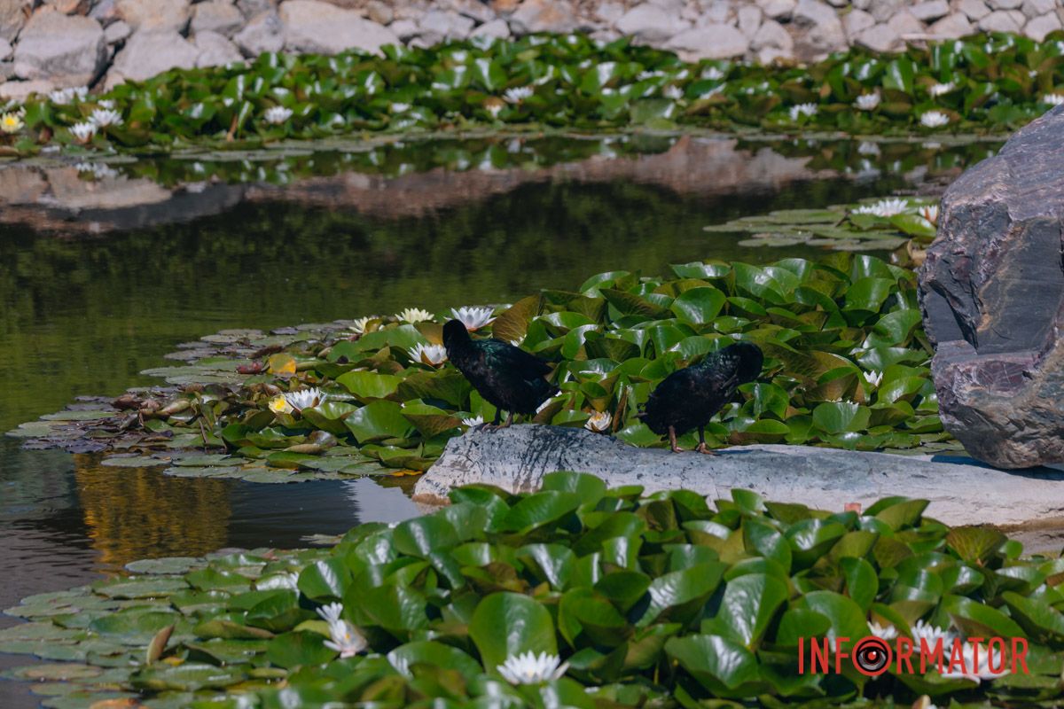 Иногда стоит быть, как лилия: молчаливой и прекрасной
