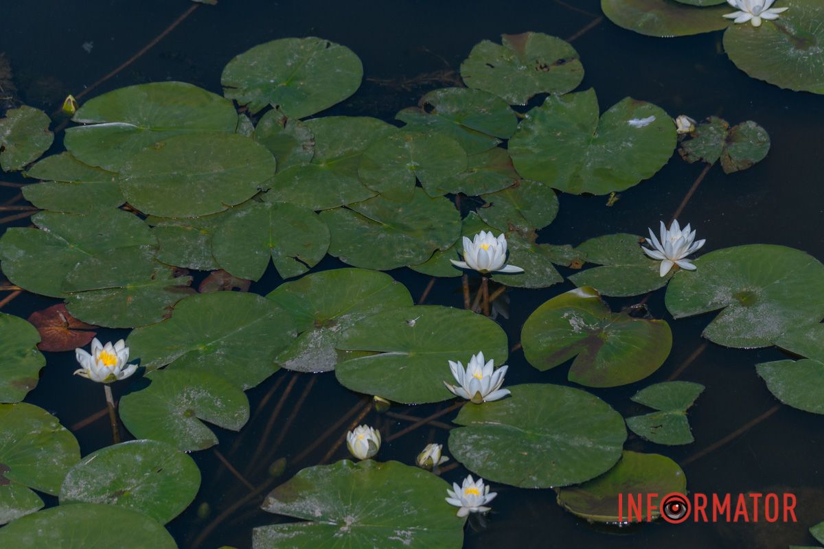 Лилии в кадре, тишина в сердце