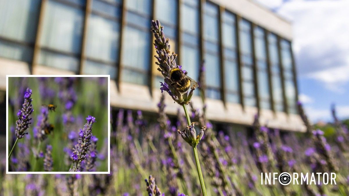 Погода на 6 червня: у Дніпрі буде ясно