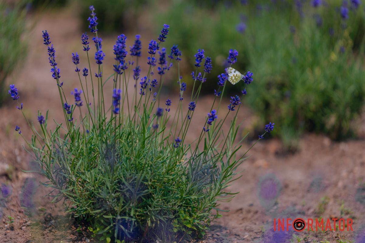 Влюбиться легко, когда вокруг цветы